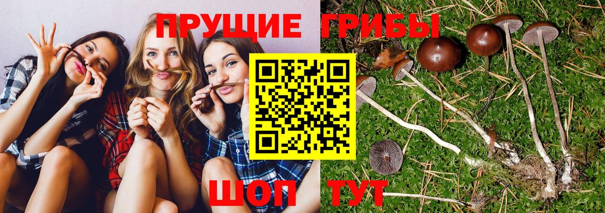 Малоярославец  даркнет сайт  Вход с VPN  Галлюциногенные грибы Psilocybe 